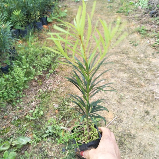 罗汉松苗 小袋苗 庭院盆栽地栽园林绿化景观绿植