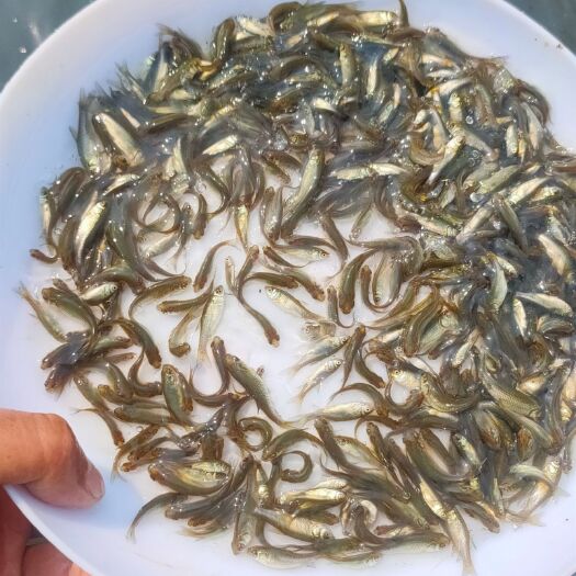 吴川市草鱼苗一斤2000条左右