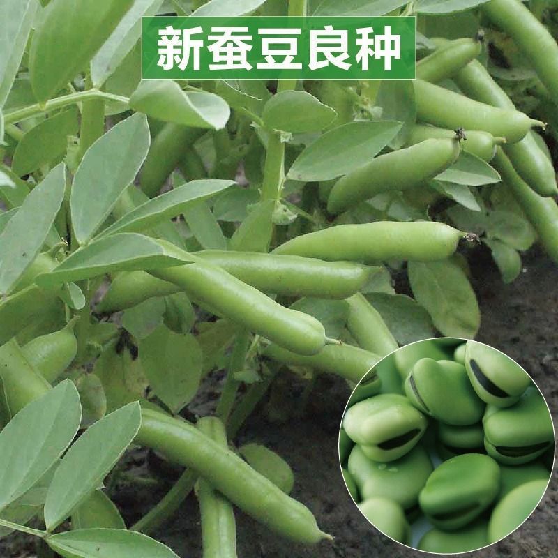 高产七星蚕豆，亩产千斤以上高产