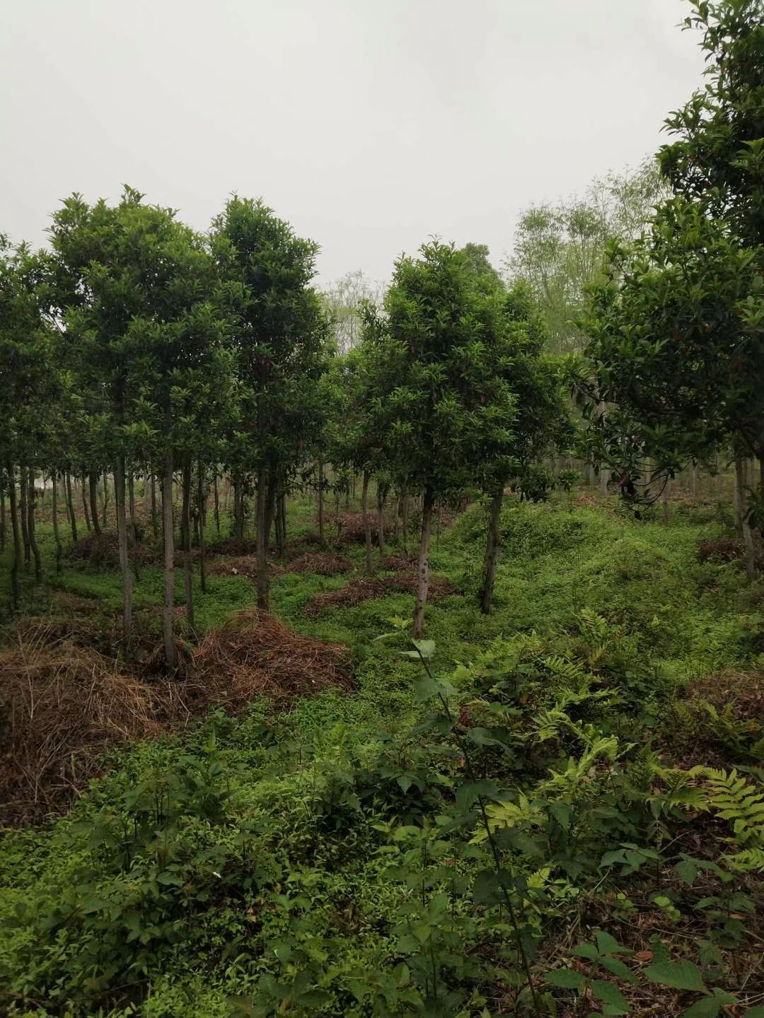 江西柴桑区优质山杜英苗木批发 杜英5公分杜英10公分