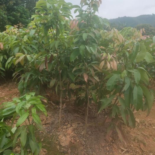 荔枝苗  一级靓苗！荔枝实生苗！禾荔苗