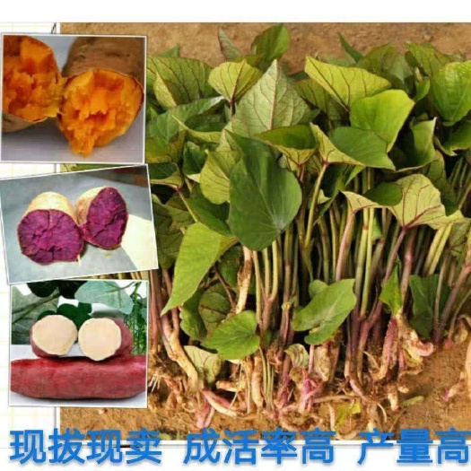 临颍县天目山小香薯苗  优质红薯苗，蜜薯红薯苗板栗薯红薯苗西瓜红红薯苗小香薯苗紫薯苗