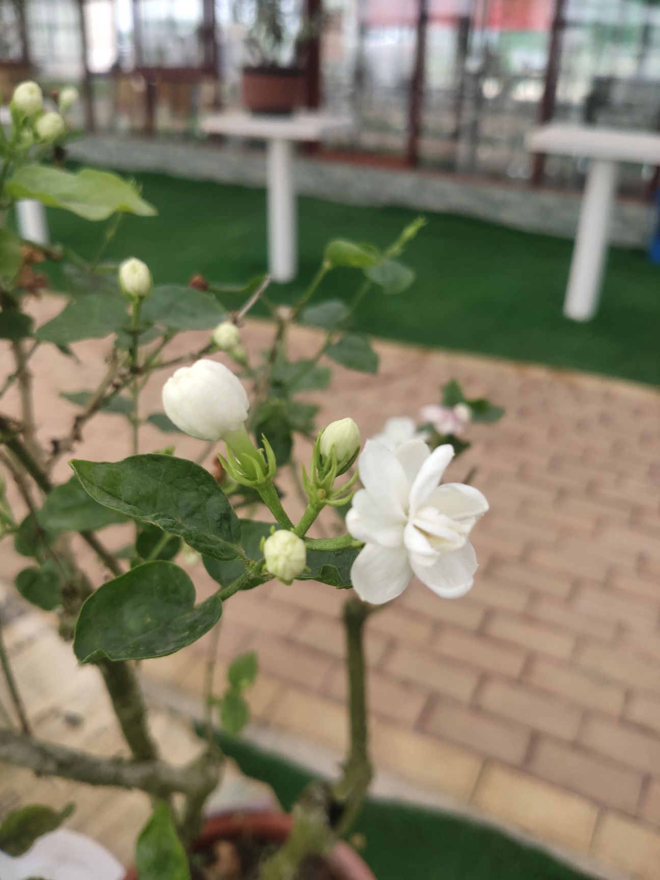 重瓣茉莉 横县茉莉花盆栽室内室外盆景