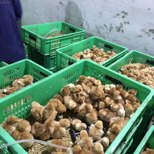 大邑县三黄鸡苗 统货 