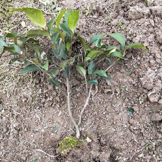 洪江市茶梅 杆子粗 分支多 移栽苗