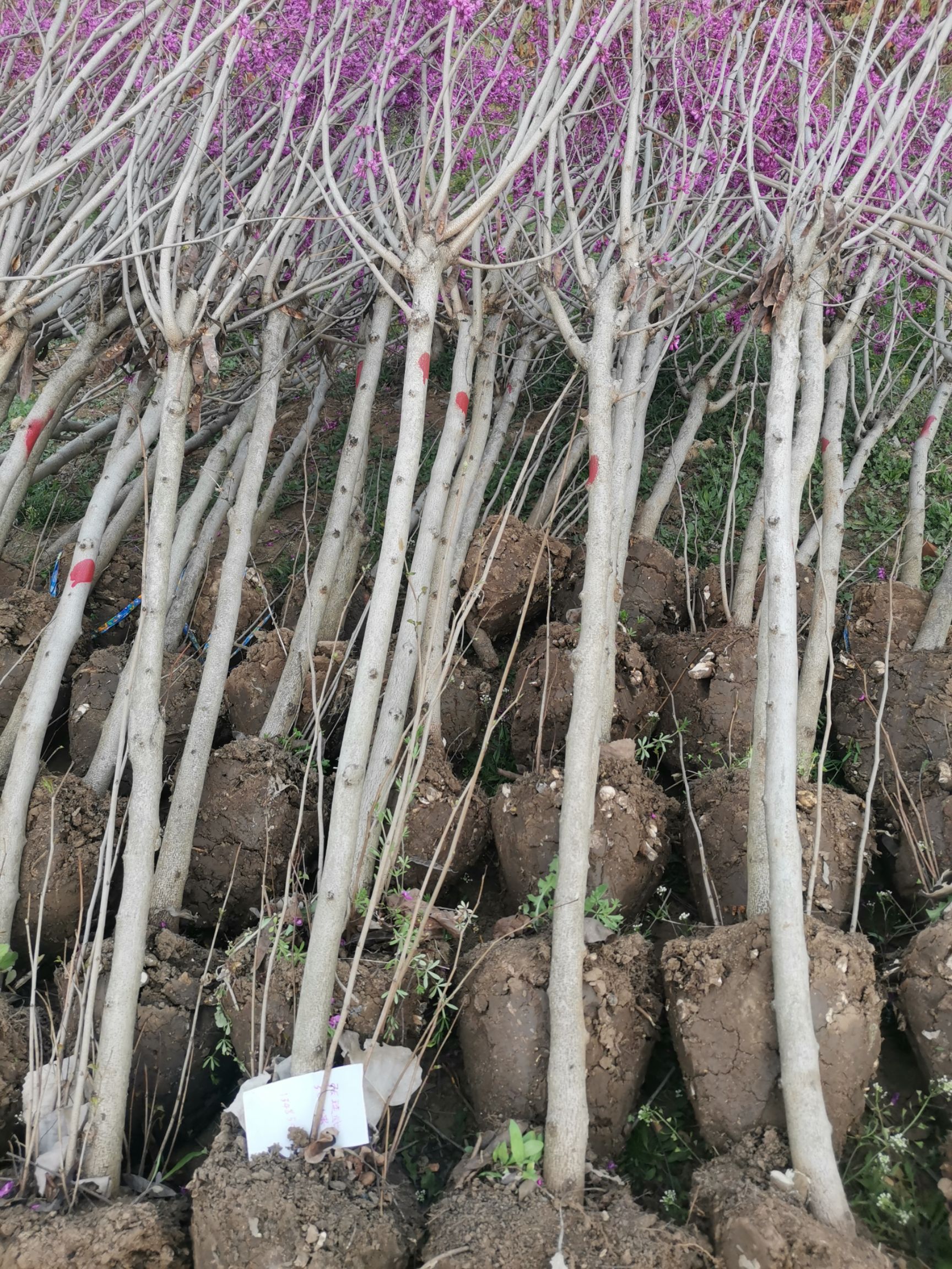 宫粉紫荆花树苗独杆紫荆丛生满条红工程苗木庭院苗圃绿化养不死苗