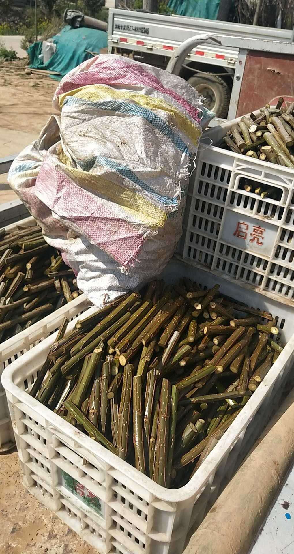107速生杨  214，2025楊樹苗