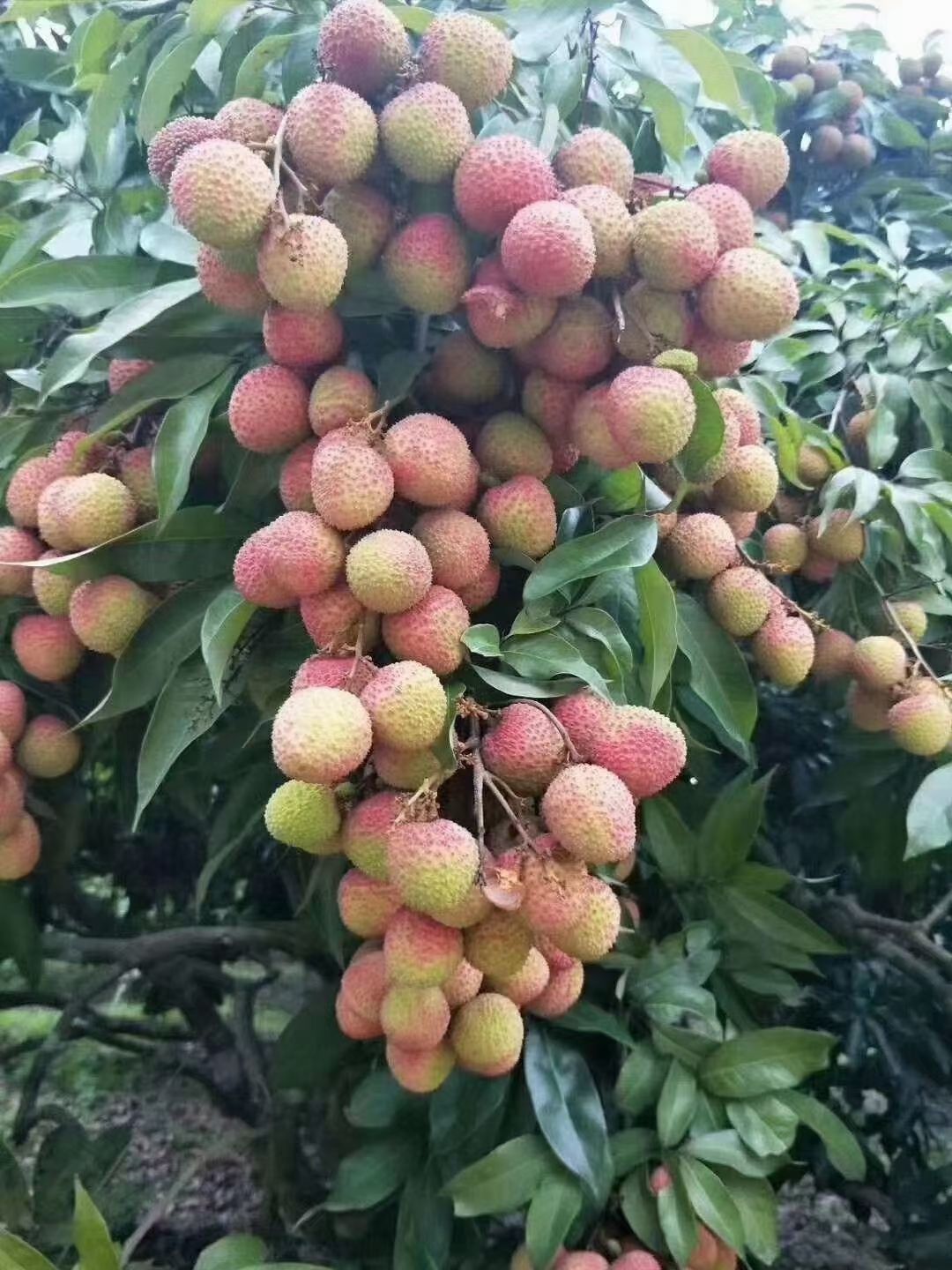 妃子笑荔枝苗，正常嫁接苗，假一赔十