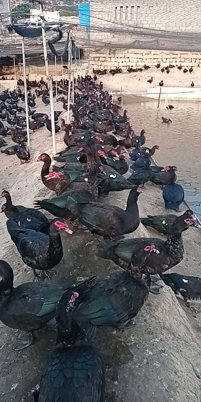 老鸭 老货