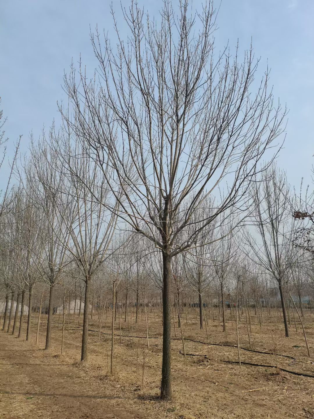 小叶白蜡树  白蜡