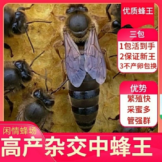 遂溪县中华蜜蜂  各类蜂王