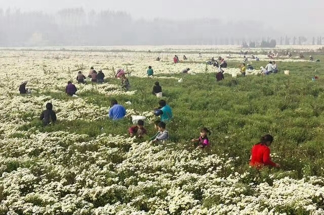 金丝皇菊苗  菊花苗，技术指导，后期上门回收干鲜货