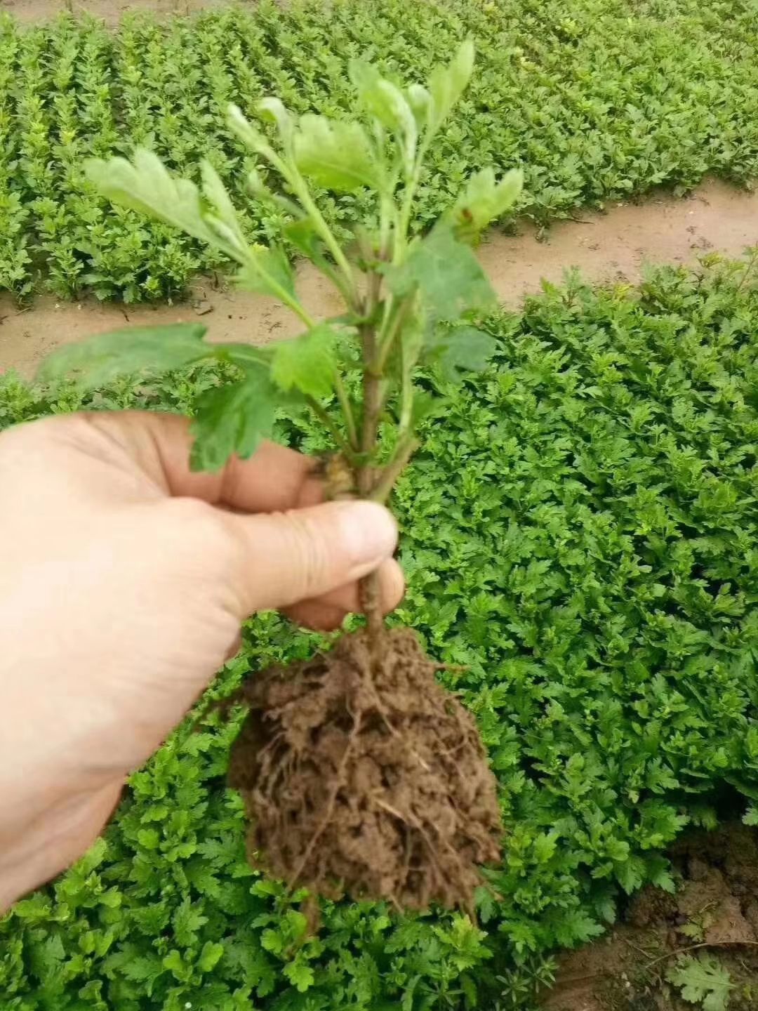 金丝皇菊苗  菊花苗，技术指导，后期上门回收干鲜货