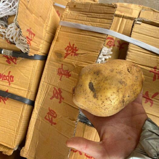 邯郸 精品土豆