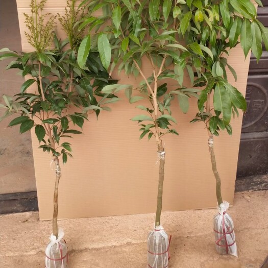 灵山县荔枝树苗嫁接苗南方北方新品种无核妃子笑无籽桂味荔枝苗当年结果