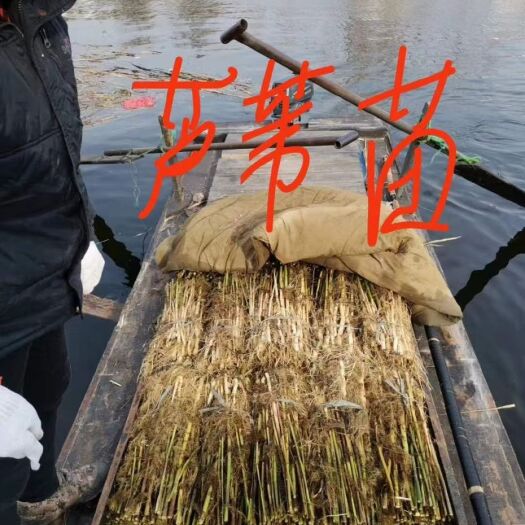 安新县芦苇  白洋淀水生植物，需要的老板联系