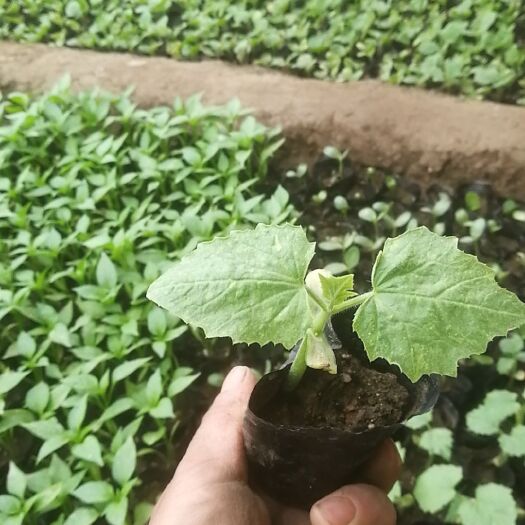 北京尖椒苗  各种菜苗批发零售
