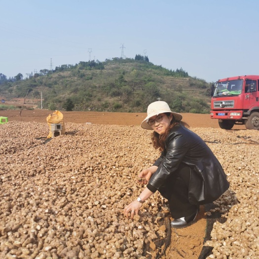 云南罗平小黄姜 姜种带芽孢 直接种植 货量充足