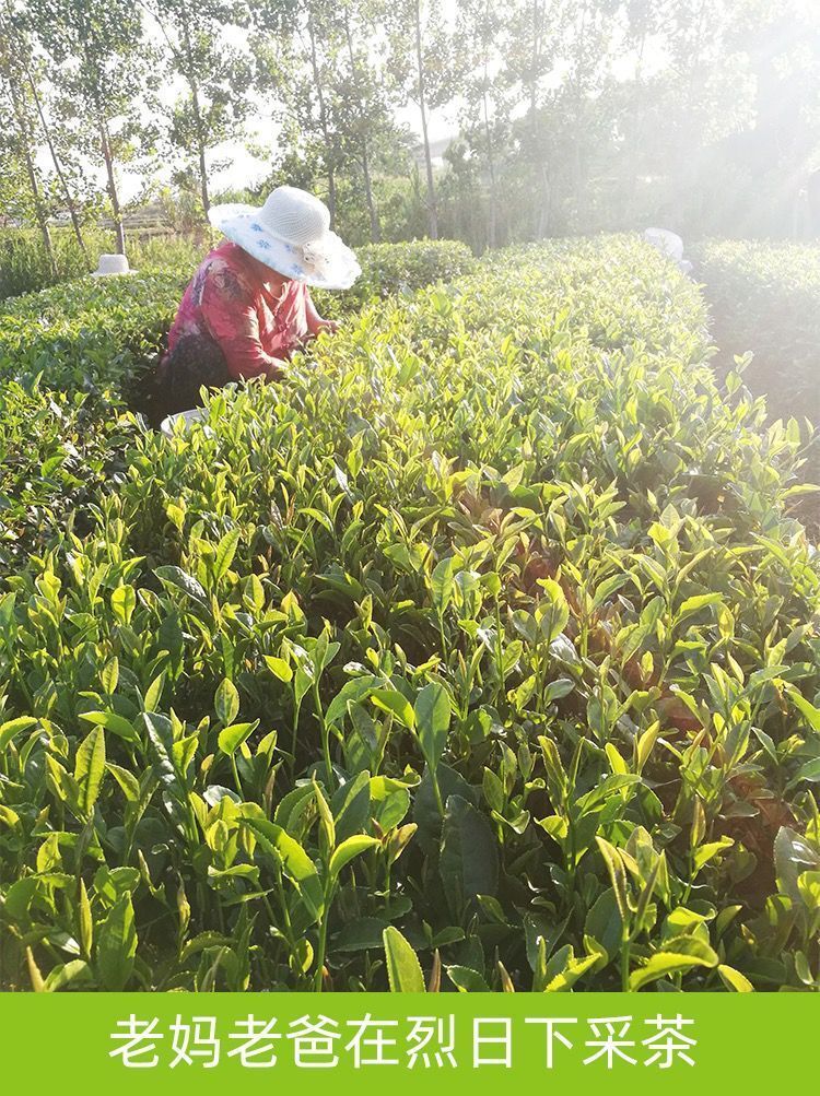 白牡丹茶  精选2023年福鼎高山花香头春白牡丹散茶