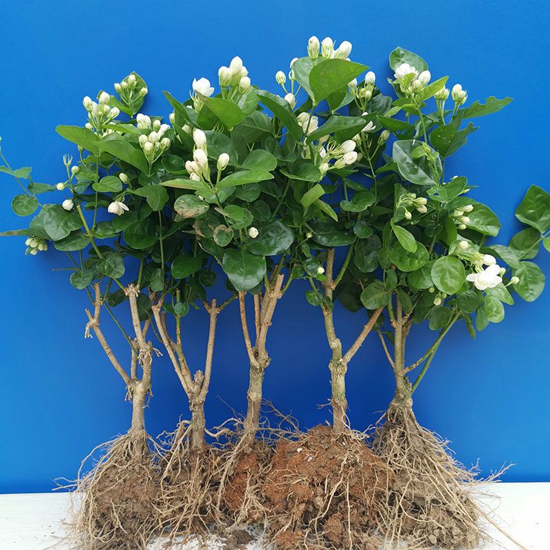 横州市重瓣茉莉  茉莉花盆栽重瓣浓香型花卉开花不断四季好养活室内阳