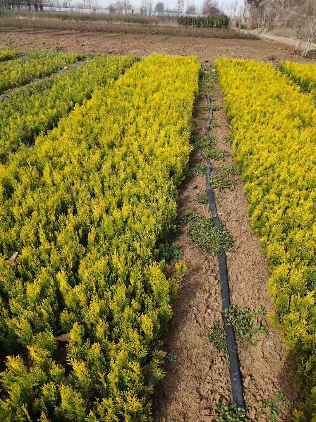 洒金柏小苗  洒金柏床苗