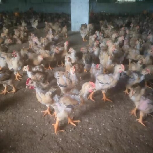 罗平县K9鸡苗 正宗k901，脚粗，冠红，毛靓