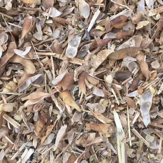 宝清县青大豆 卖豆荚皮子