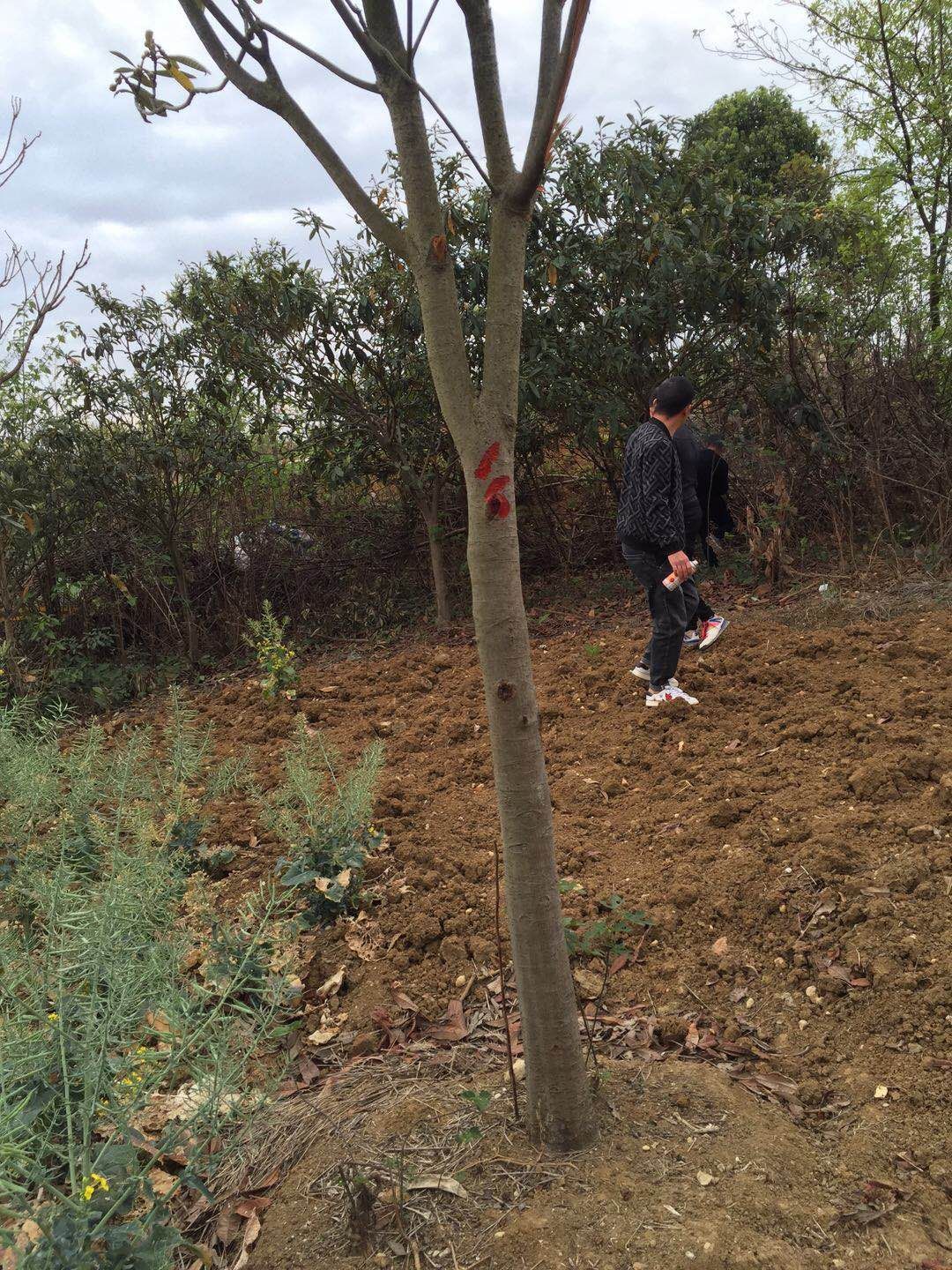 大五星枇杷苗  高杆枇杷树低分枝枇杷树