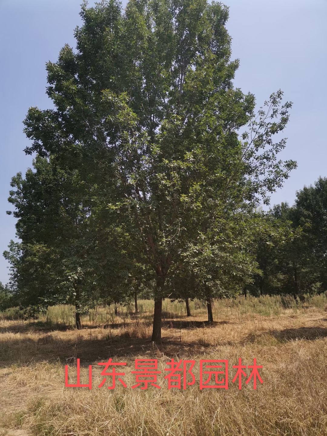 小叶白蜡树  白蜡