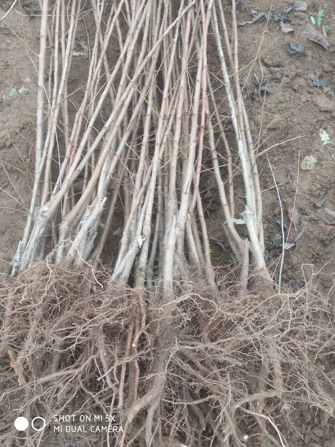 西梅苗  西梅李子苗