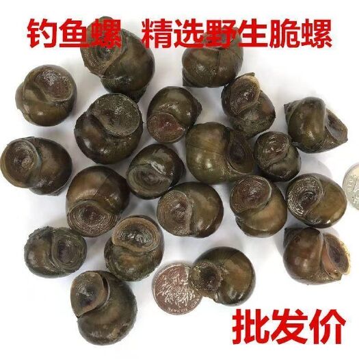 汉川市 田螺种螺中华淡水螺质优价廉常年供应