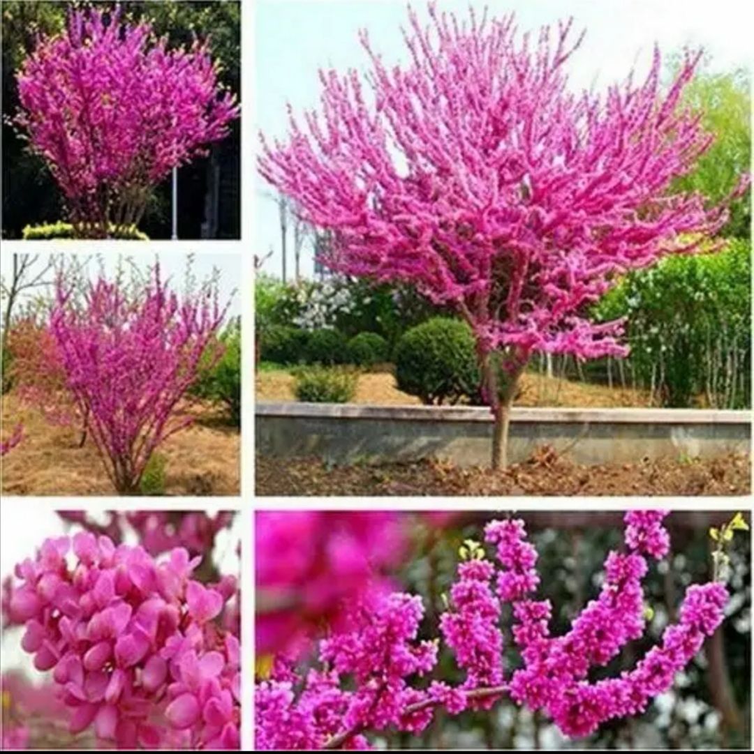 宫粉紫荆花树苗独杆紫荆丛生满条红工程苗木庭院苗圃绿化养不死苗