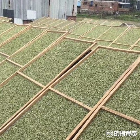 白牡丹茶  精选2023年福鼎高山花香头春白牡丹散茶