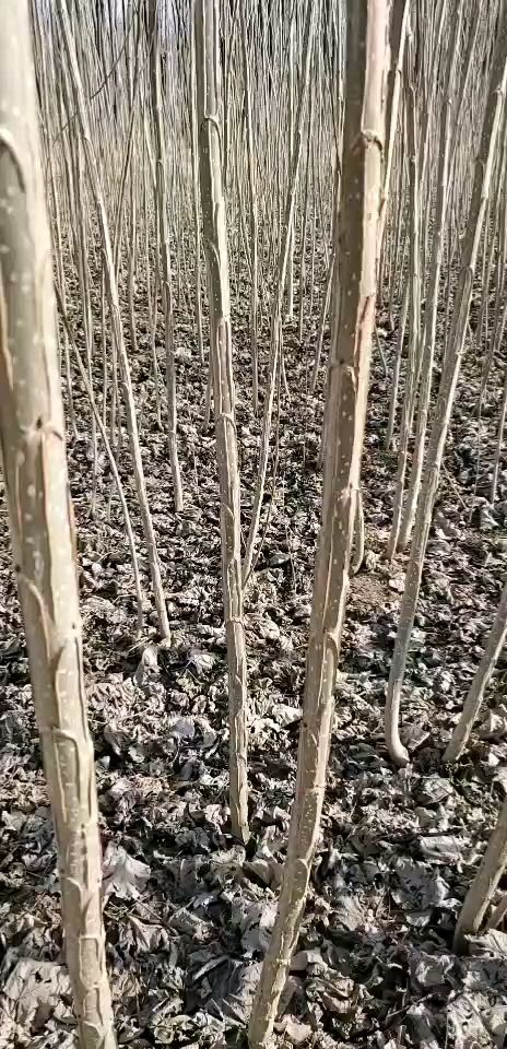 107速生杨  214，2025楊樹苗