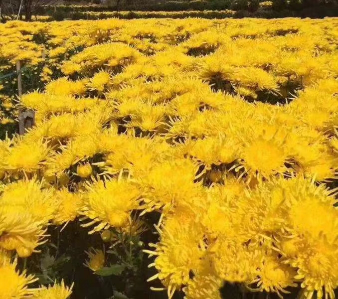 金丝皇菊苗  菊花苗，技术指导，后期上门回收干鲜货