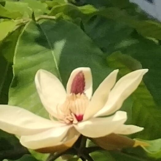凤城市日本厚朴树。开花最为芬芳的落叶乔木树
