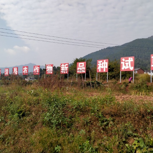 杂交稻  忧质水稻，2020新稻