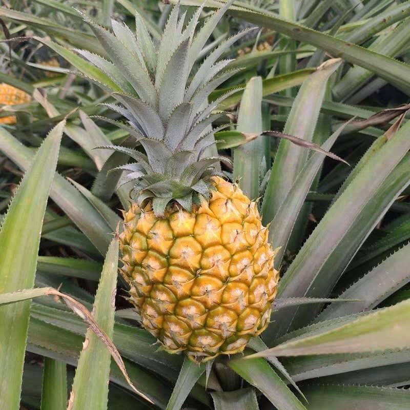 香水菠萝  徐闻小菠萝新鲜采摘2021年香甜可口老少皆宜