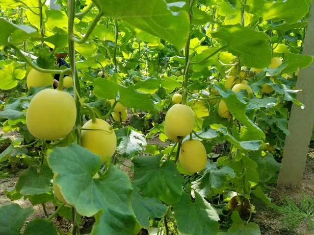 星甜甜瓜  星甜二十