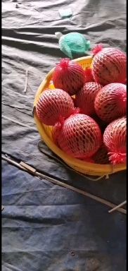 麒麟西瓜 美都西瓜，8424大棚麒麟瓜