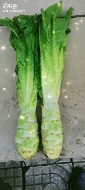 城固县羊肚耳 