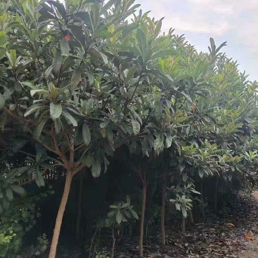盐城枇杷树苗  地径7公分枇杷树价格
