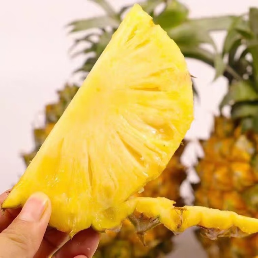 香水菠萝 广东菠萝,徐闻菠萝,品质至优,量大从优!