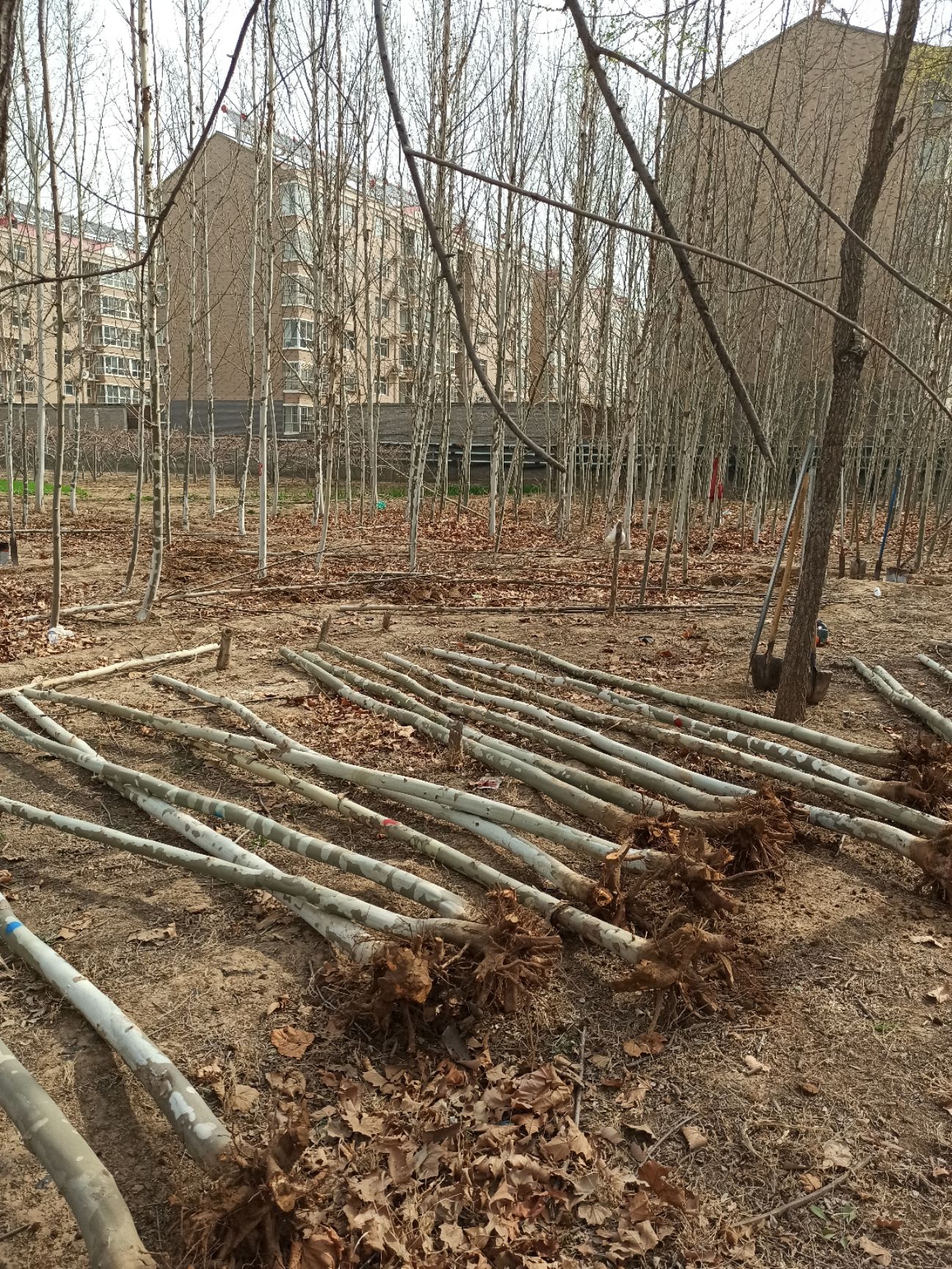 法国梧桐  5公分法桐6公分法桐8公分法桐10公分法桐4-5