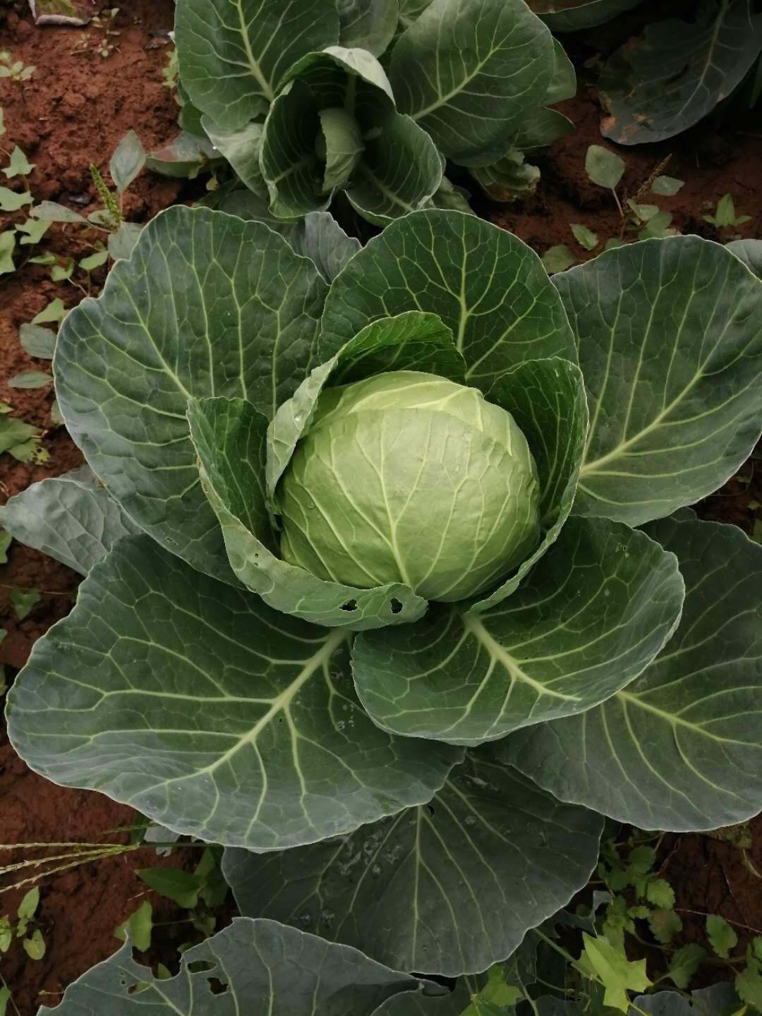 脆包心包菜、甘蓝陆续上市了！