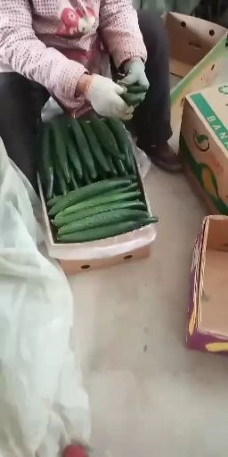 大荔县大量销售大荔县优质密刺黄瓜