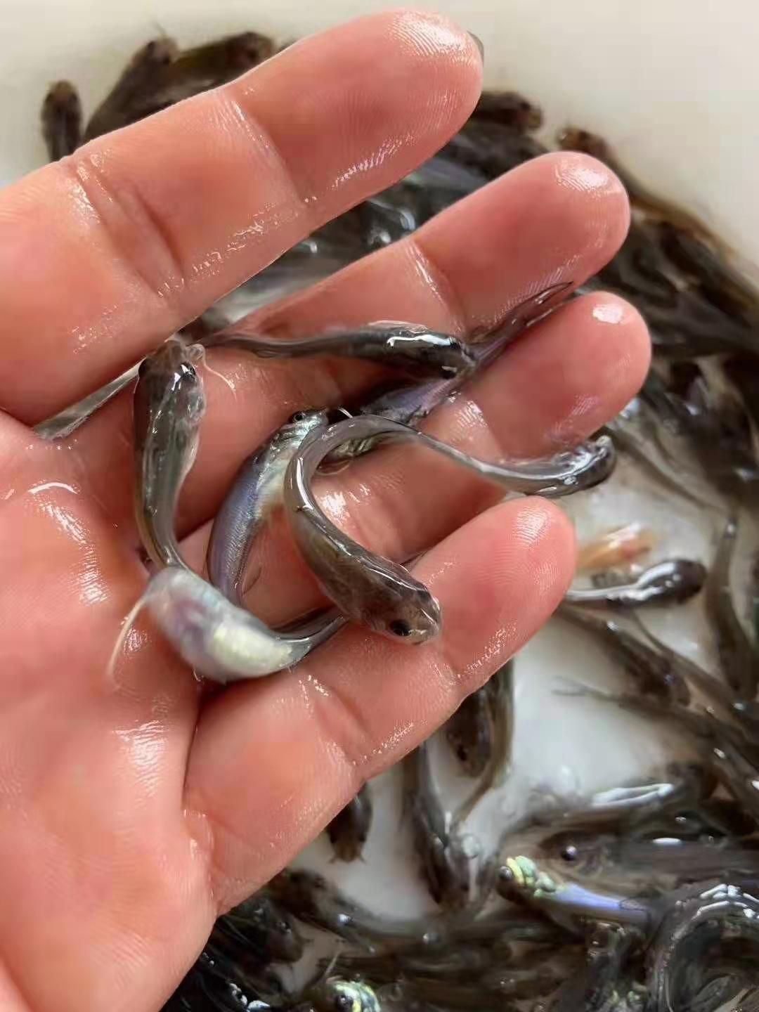 叉尾鱼优质斑点王子叉尾鮰清洁食用江团钳鱼苗冷水活体高档贵妃鱼