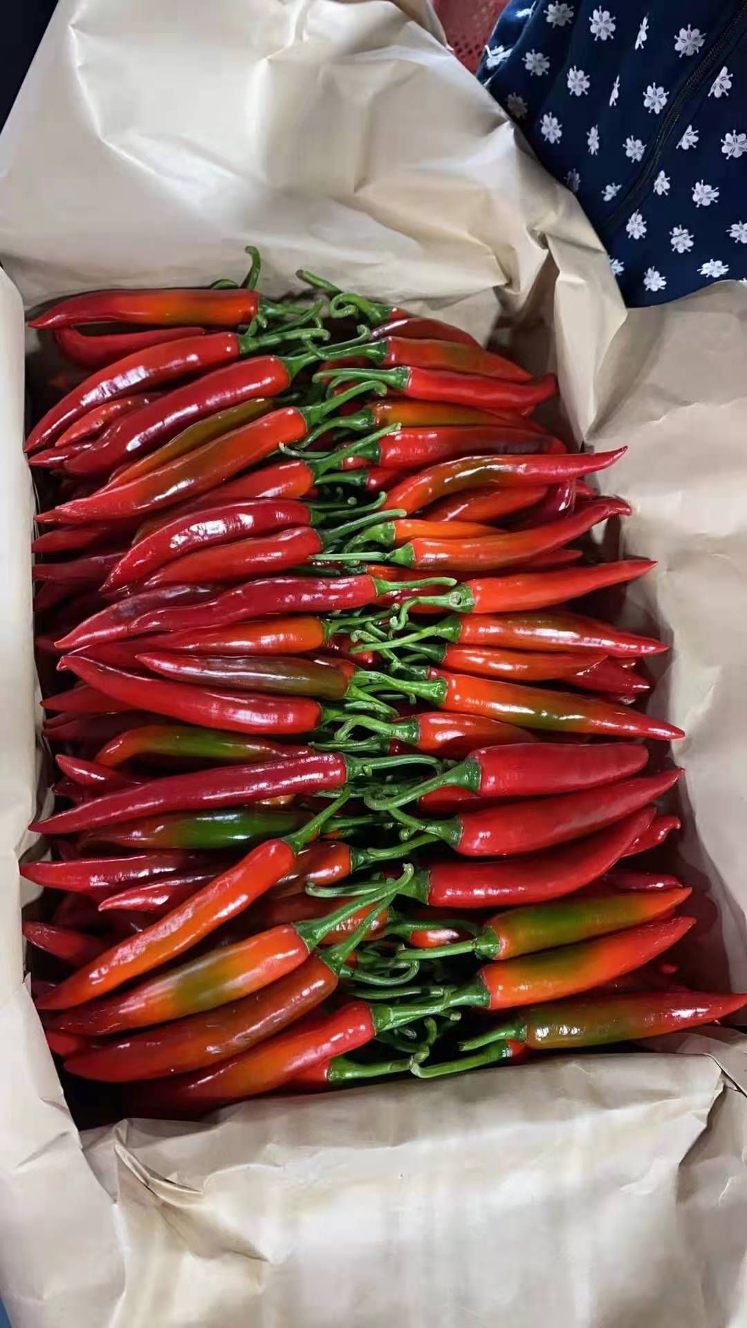 小米椒(越南新鲜小米椒)