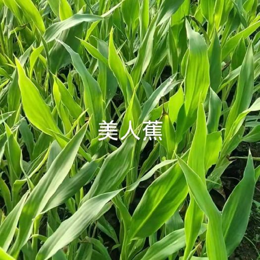 重庆市大花美人蕉 2cm以下 0.5米以下 