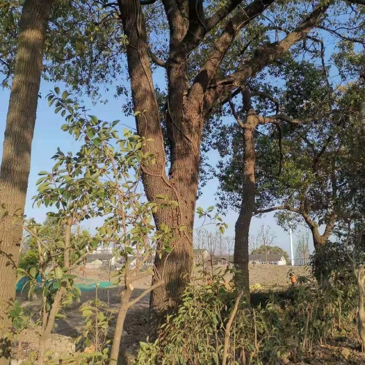 上海香樟树